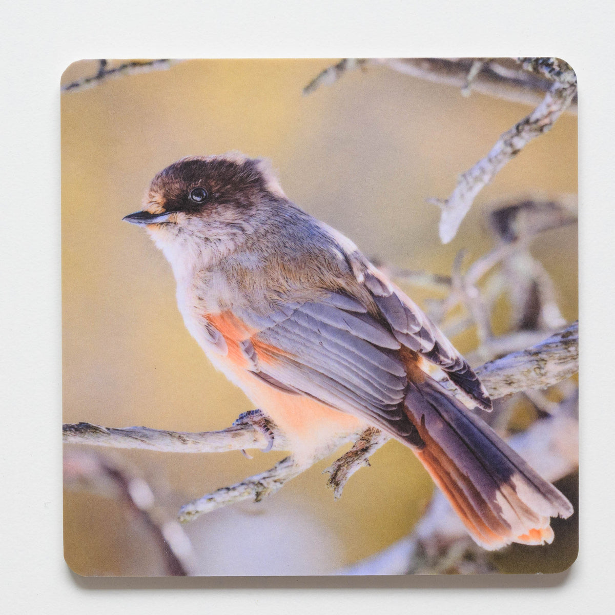 Coaster - Kuukkeli