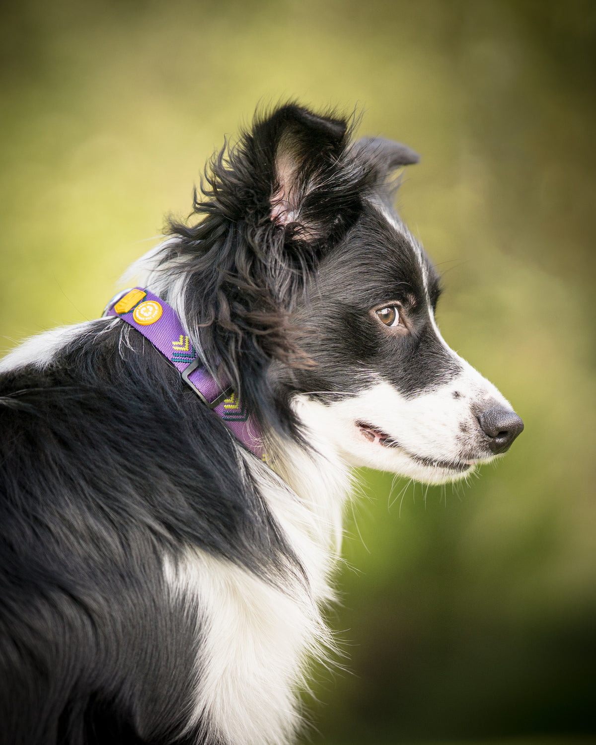 Northern Lights Dog Collar