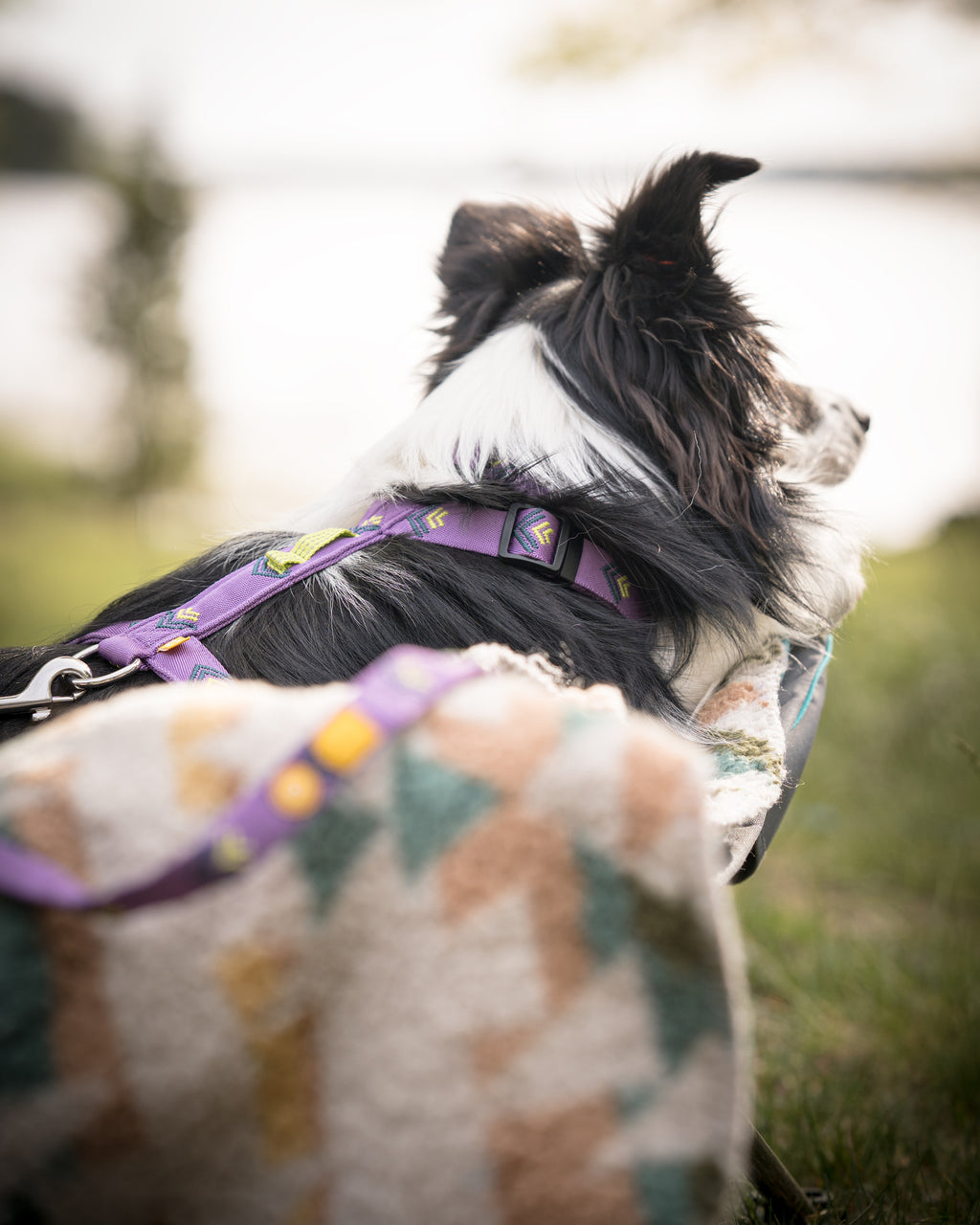 Northern Lights Dog Harness