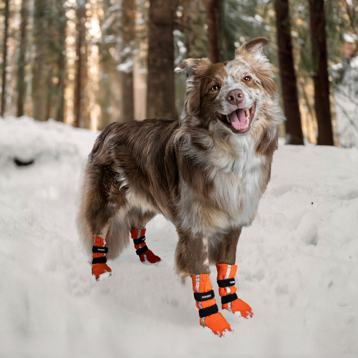 Halla reflective dog slippers